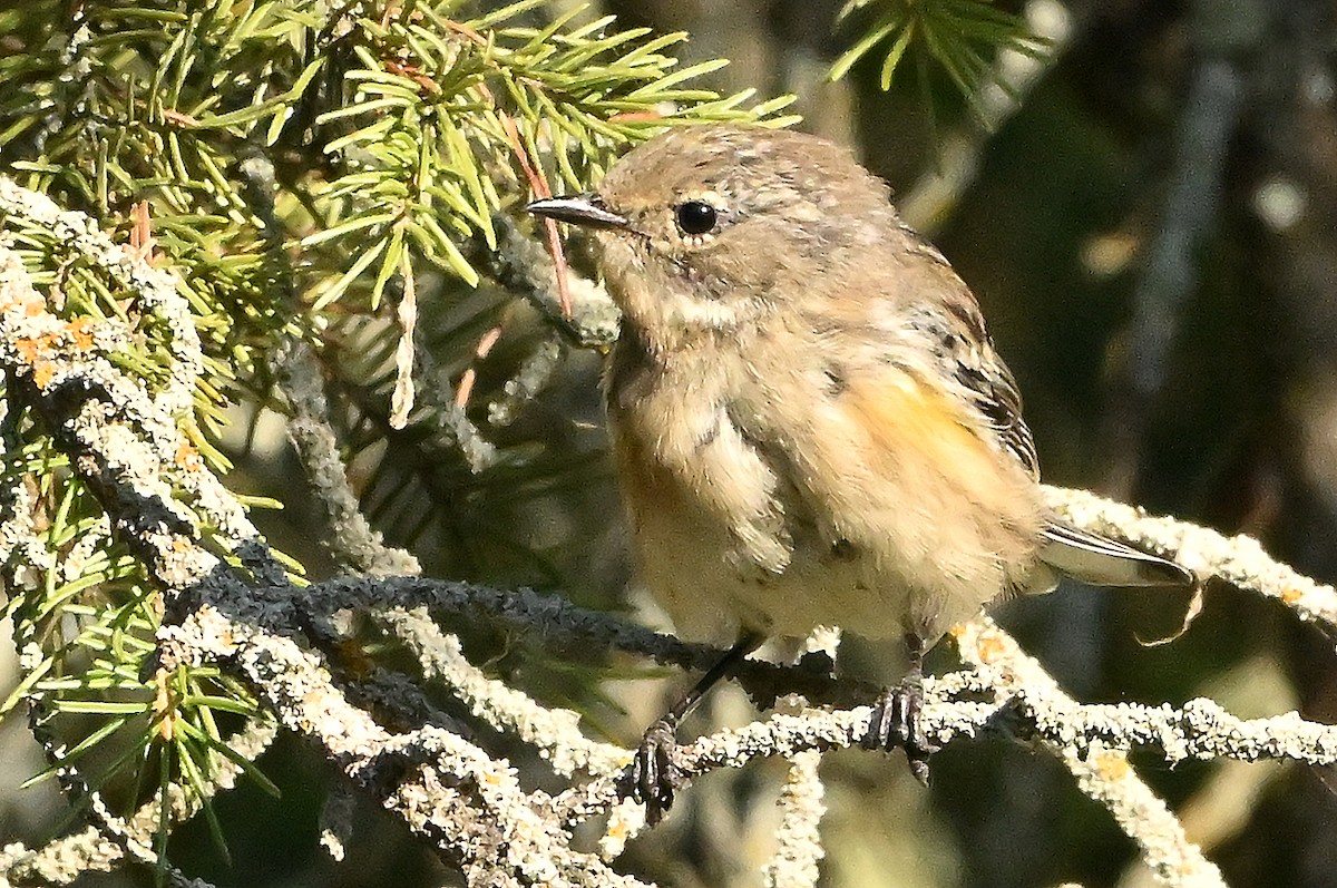 Yellow-rumped Warbler (Myrtle) - ML642207236
