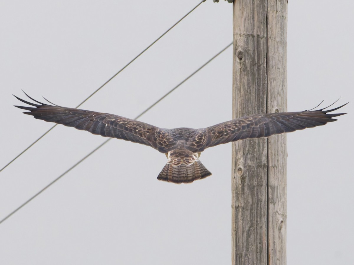 Swainson's Hawk - ML642207241