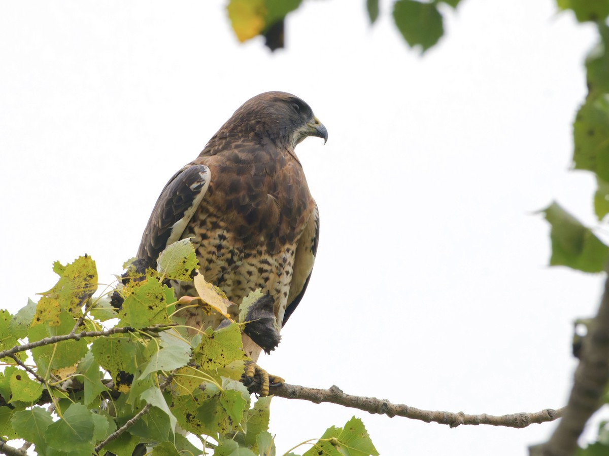 Swainson's Hawk - ML642207242