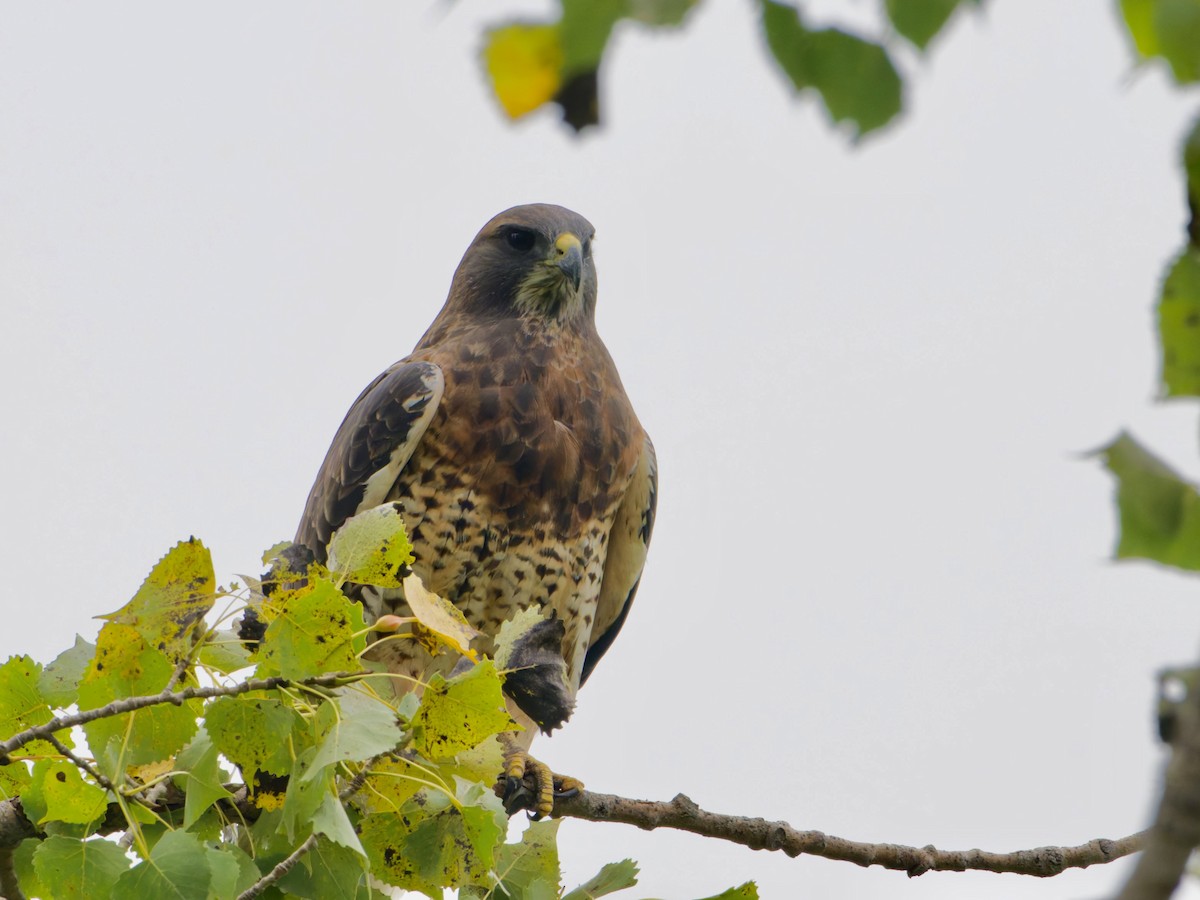 Swainson's Hawk - ML642207243