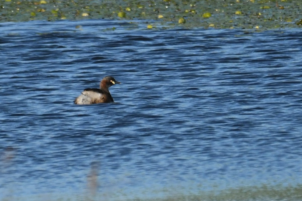 Australasian Grebe - ML642207244