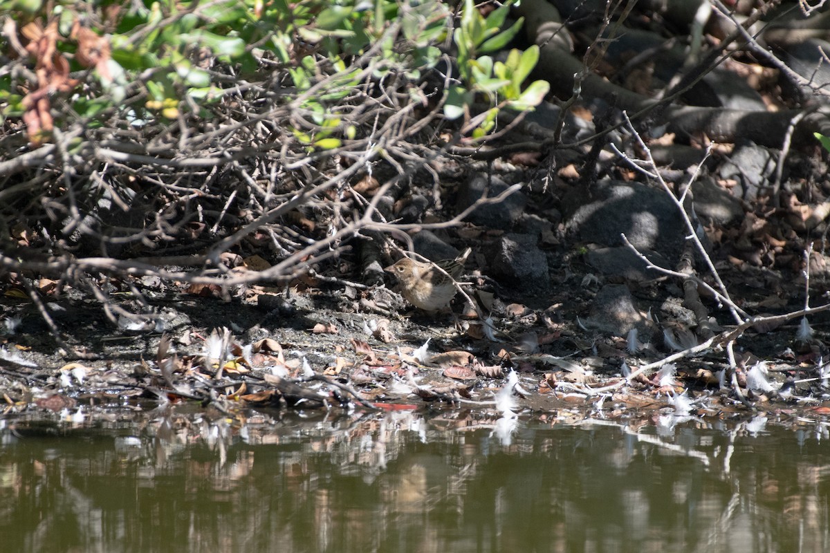 Dickcissel - ML642207247