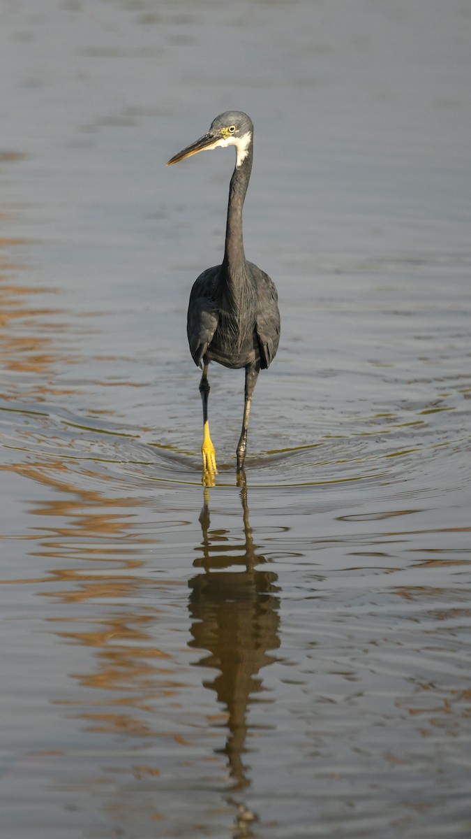 Western Reef-Heron - ML642207262