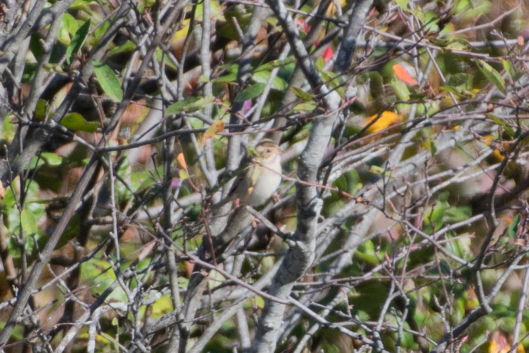 Clay-colored Sparrow - ML642207269
