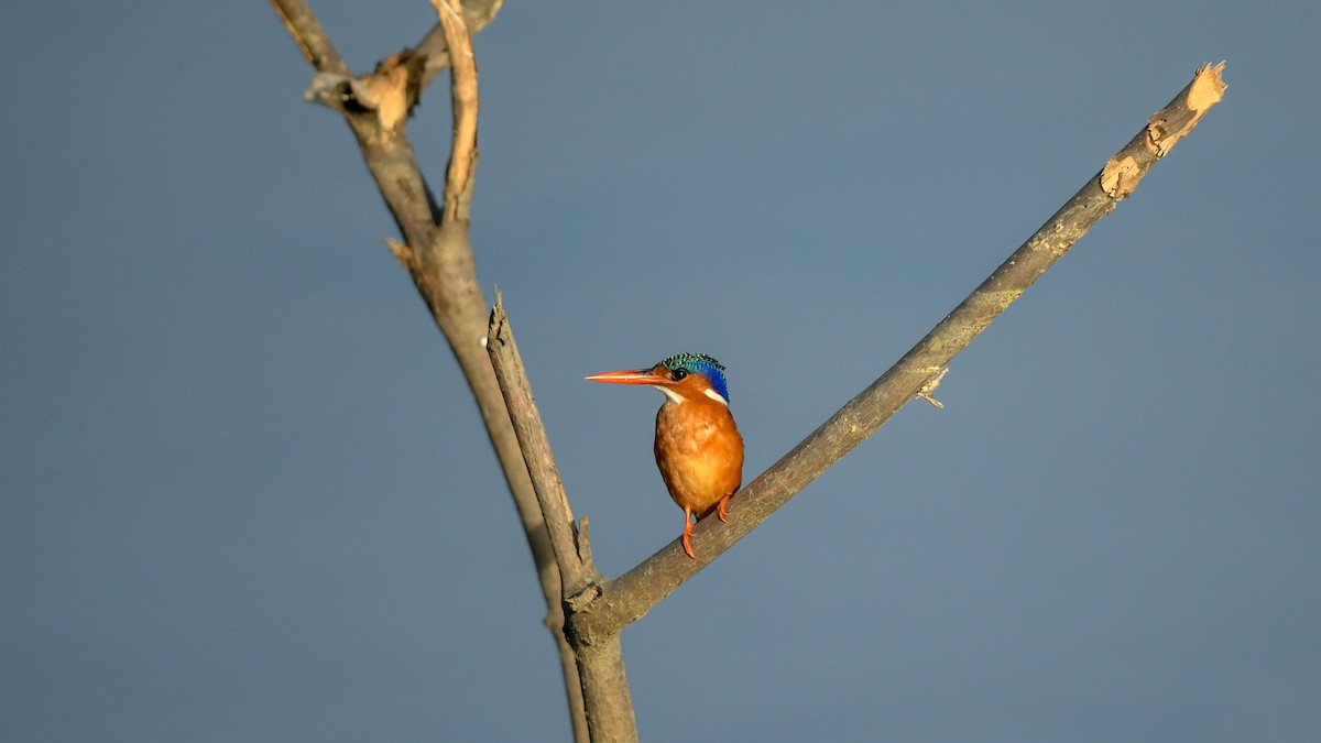 Malachite Kingfisher - ML642207273