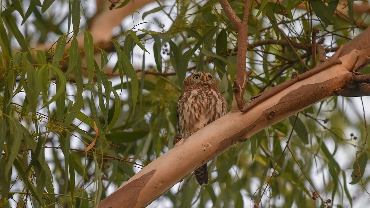Pearl-spotted Owlet - ML642207281