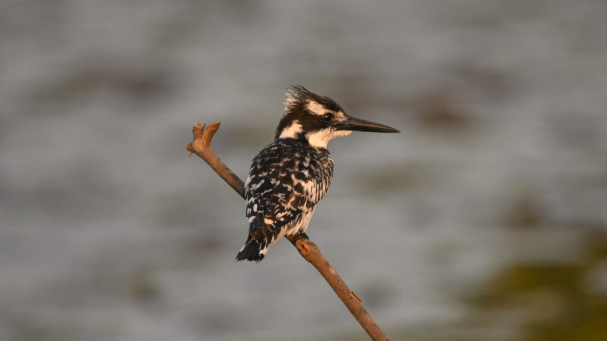 Pied Kingfisher - ML642207283