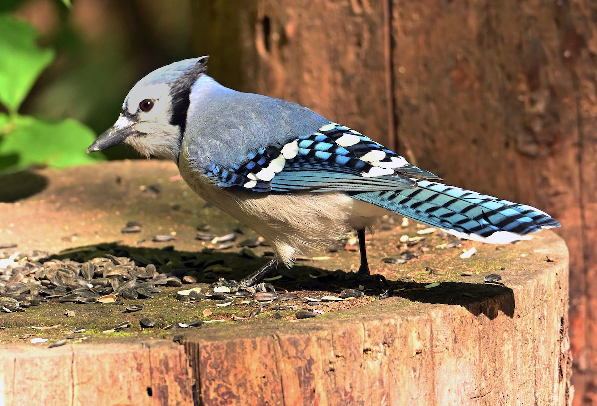 Blue Jay - ML642207293