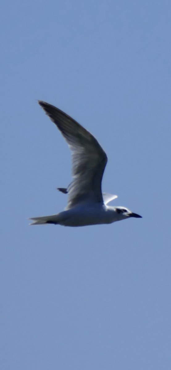 Australian Tern - ML642207306