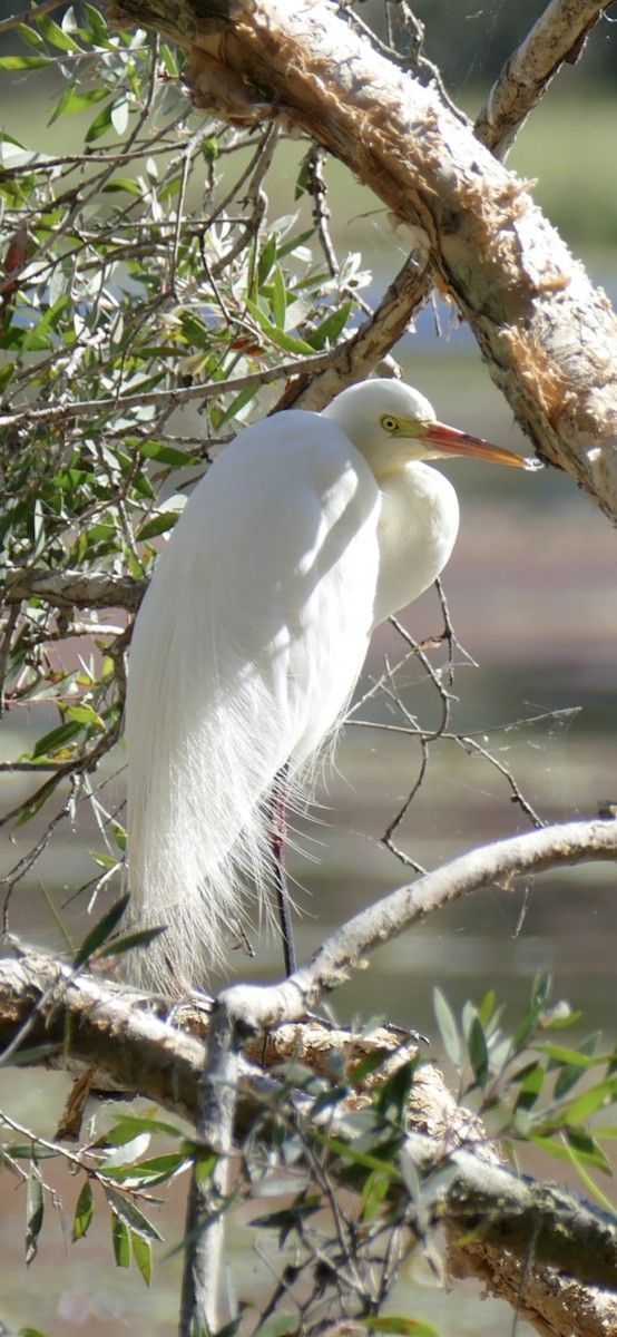 Plumed Egret - ML642207311