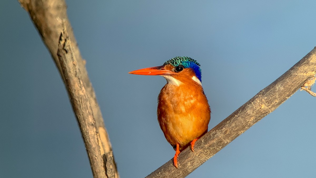 Malachite Kingfisher - ML642207314