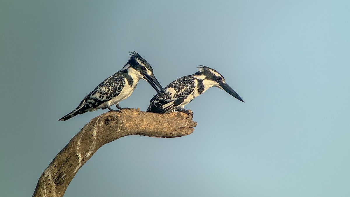 Pied Kingfisher - ML642207319
