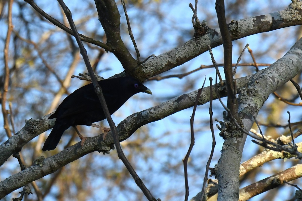 Satin Bowerbird - ML642207329