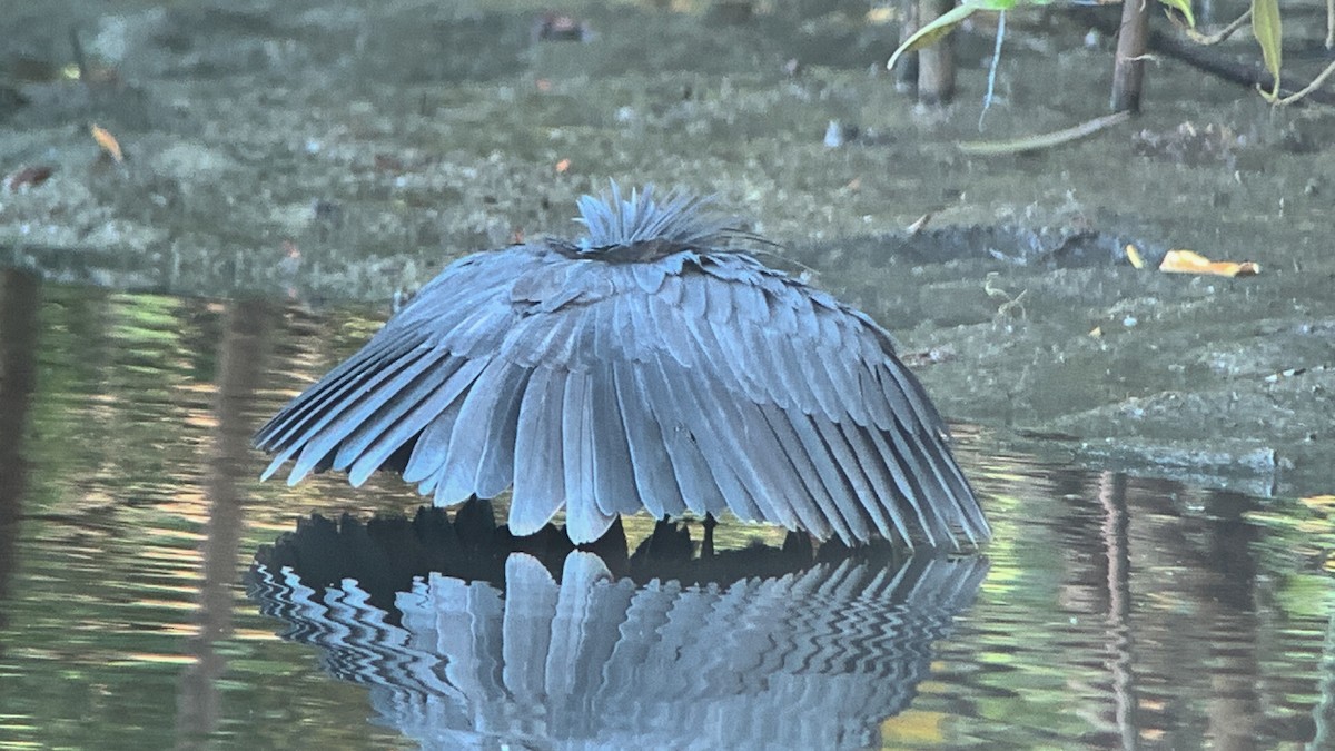 Black Heron - ML642207333