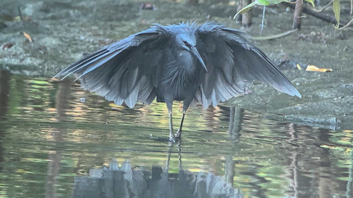 Black Heron - ML642207334