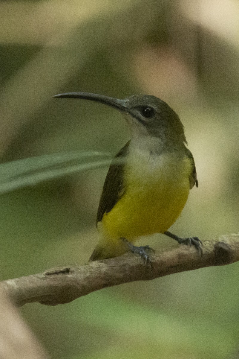 Little Spiderhunter - ML642207350