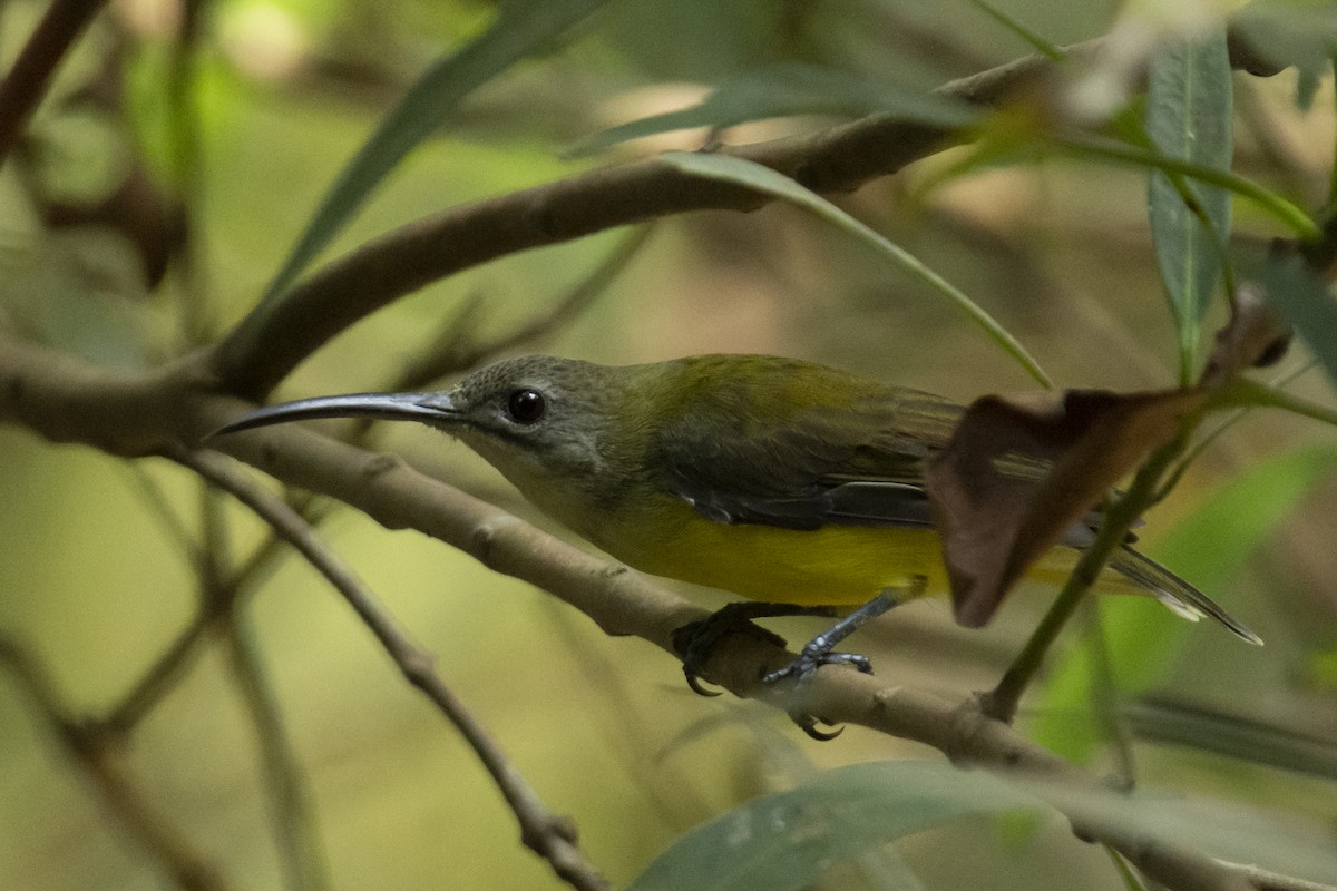 Little Spiderhunter - ML642207353