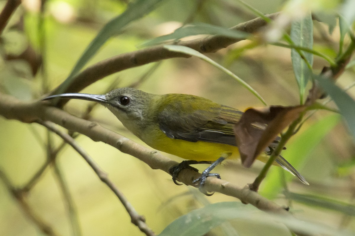 Little Spiderhunter - ML642207356