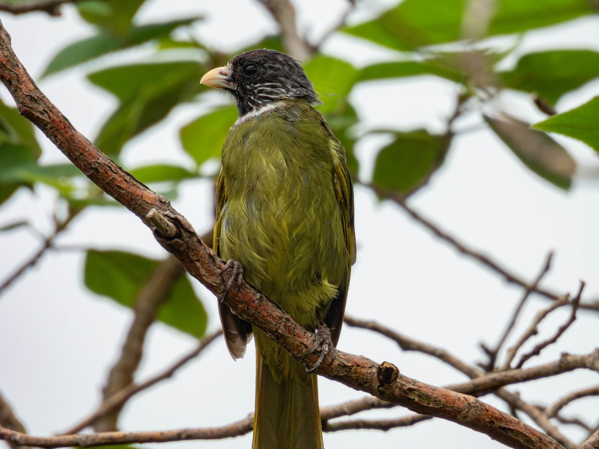 Collared Finchbill - ML642207363