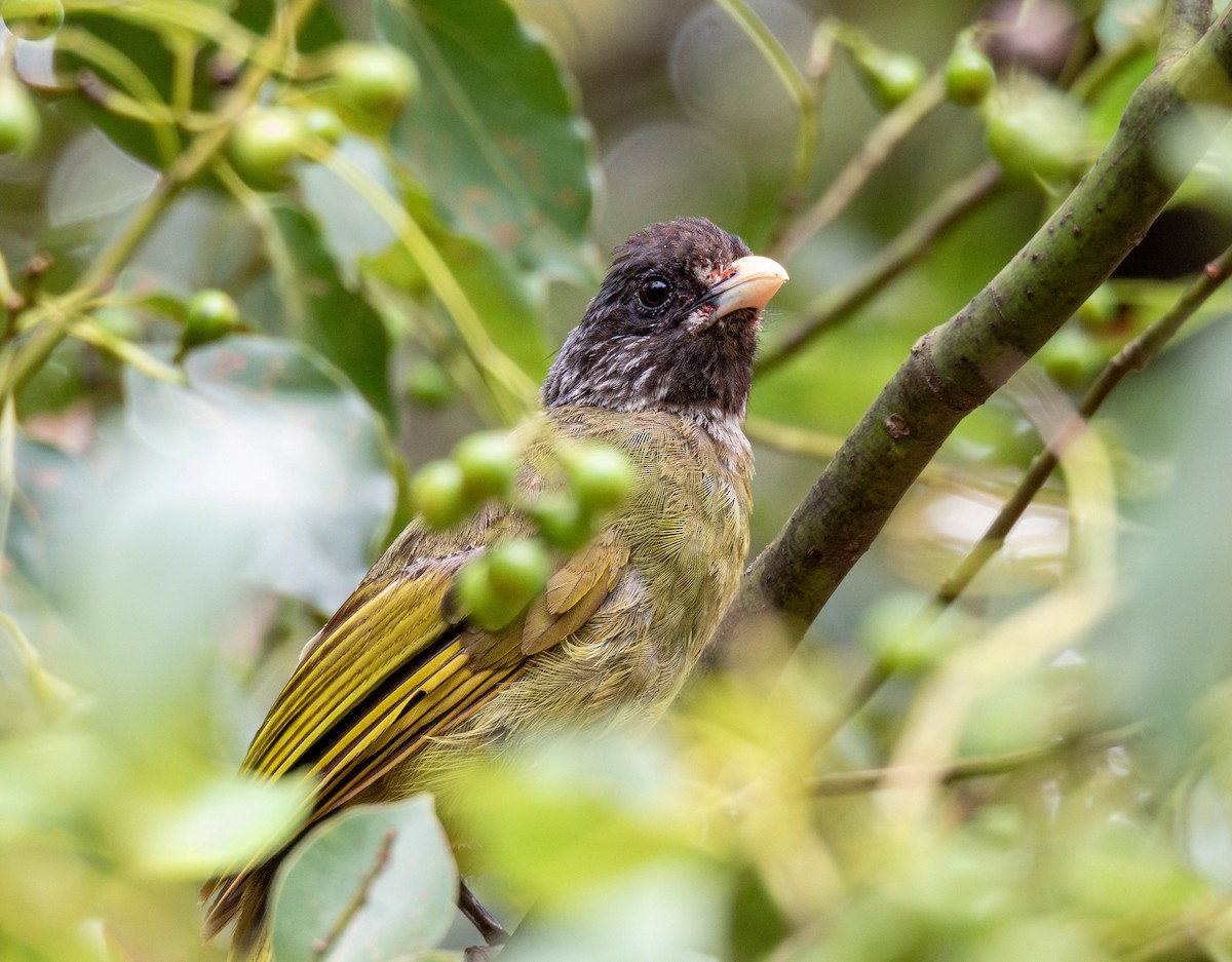 Collared Finchbill - ML642207364