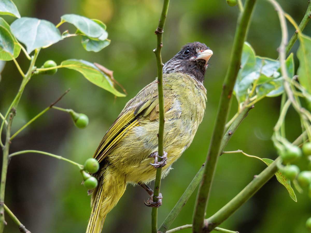 Collared Finchbill - ML642207365
