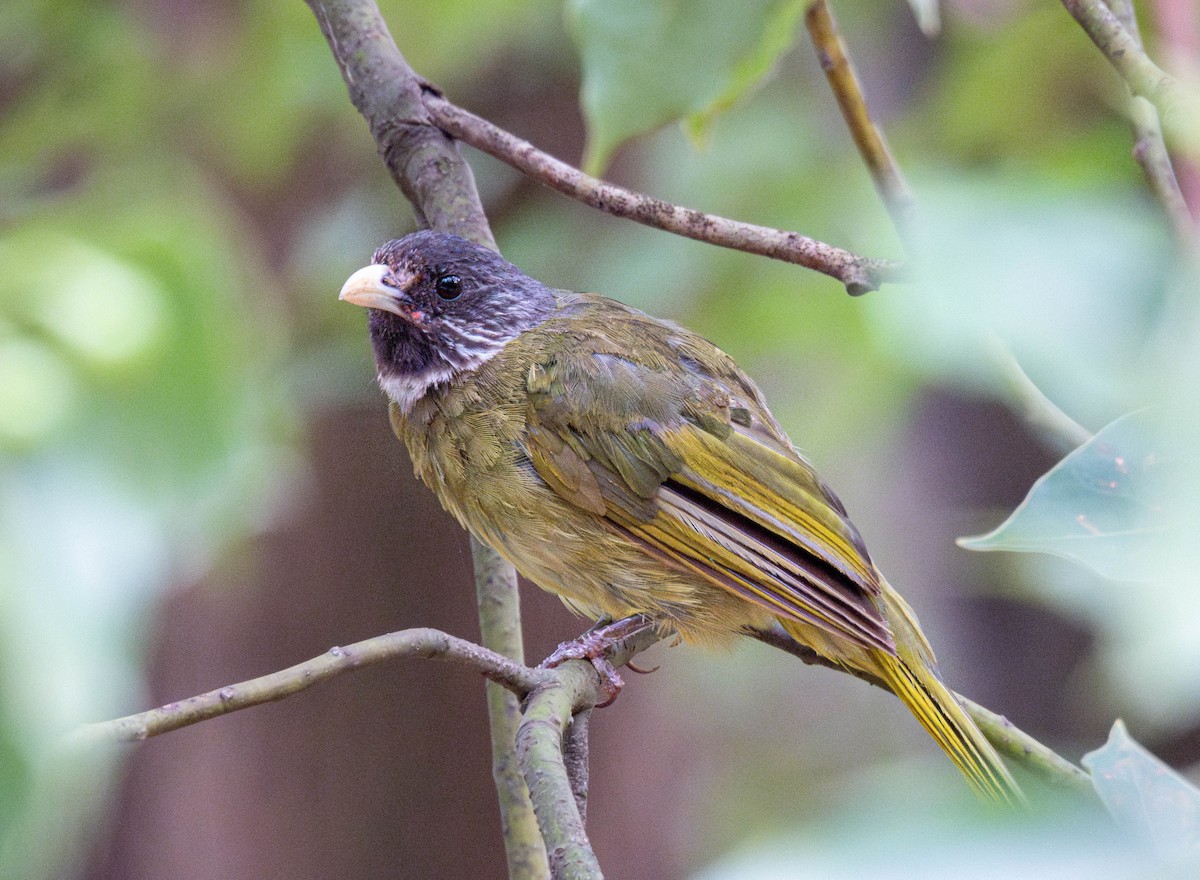Collared Finchbill - ML642207366