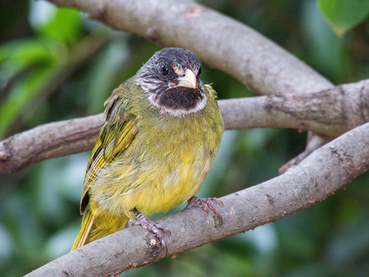 Collared Finchbill - ML642207367