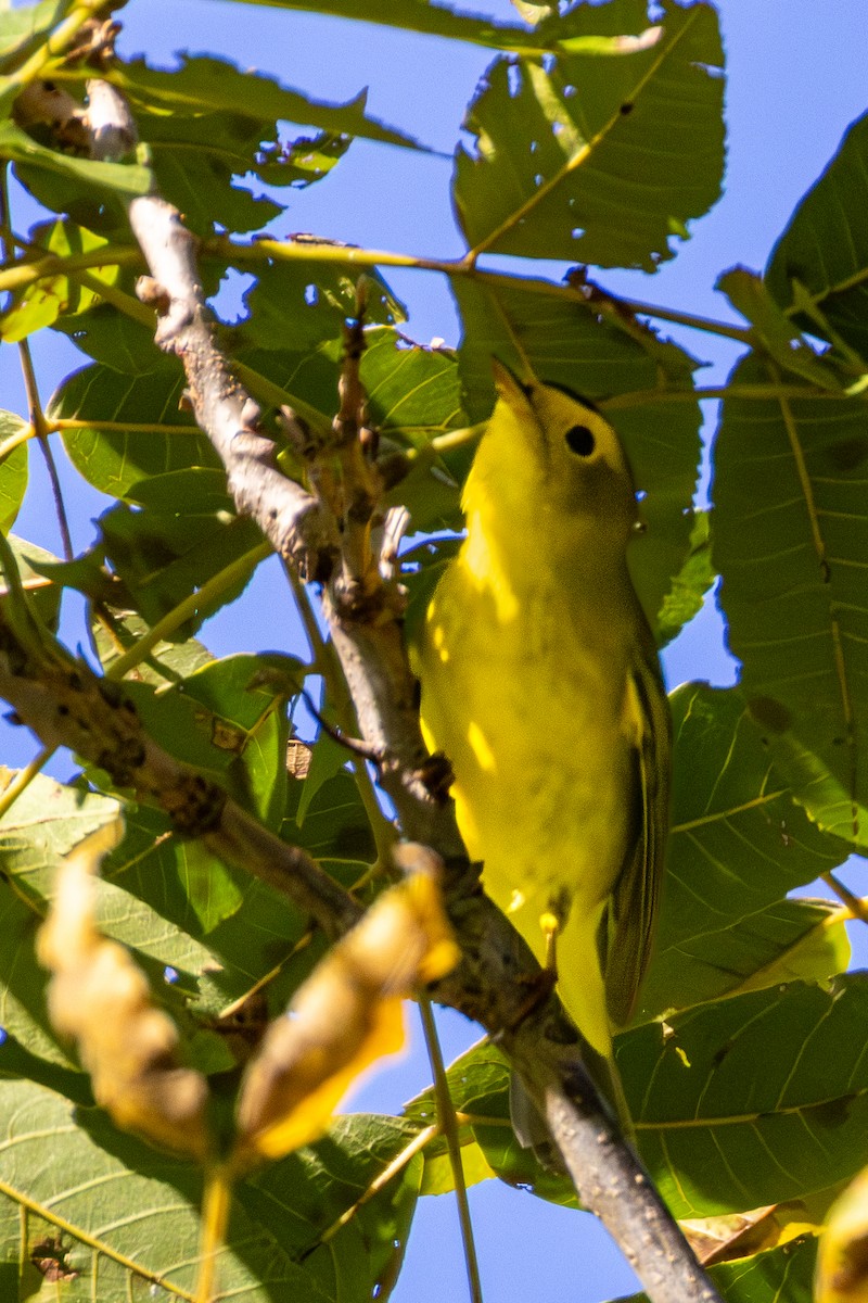 Wilson's Warbler - ML642207368