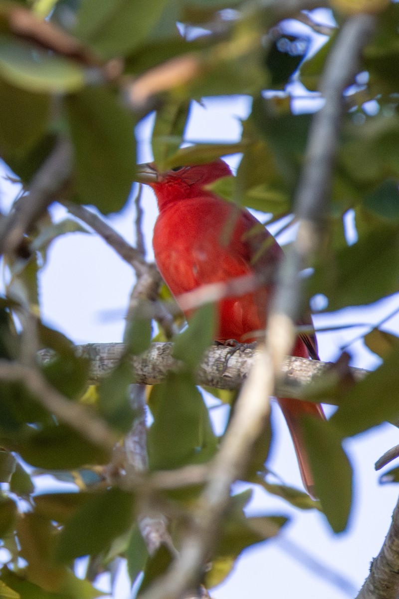 Summer Tanager - ML642207369