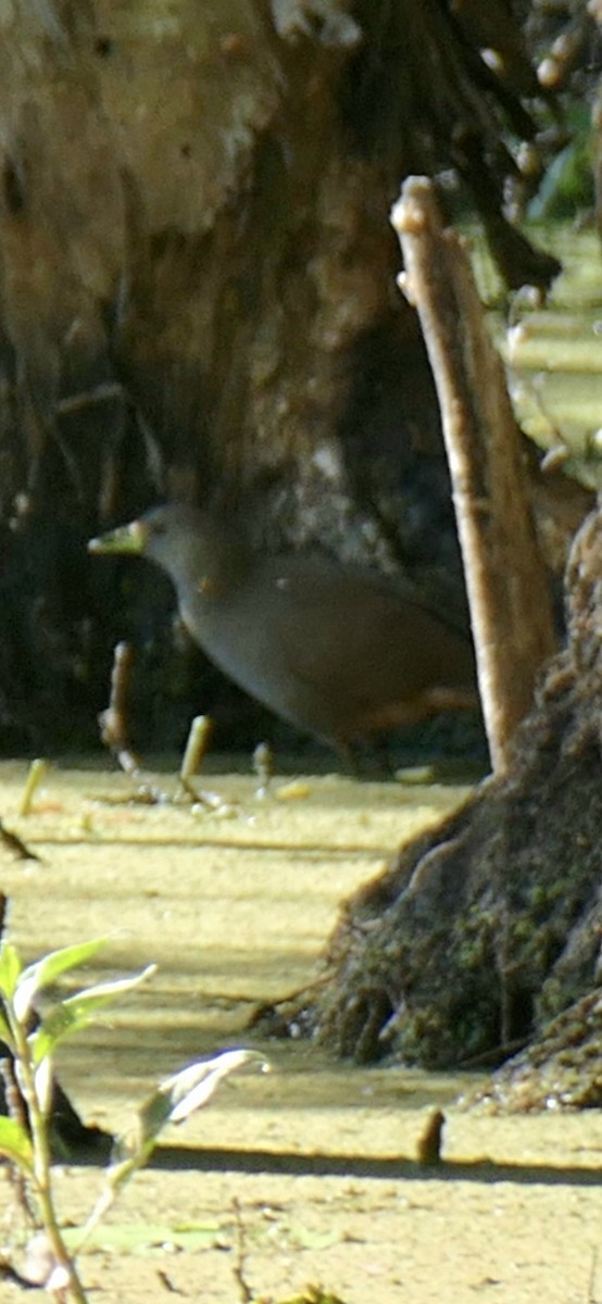 Pale-vented Bush-hen - ML642207370