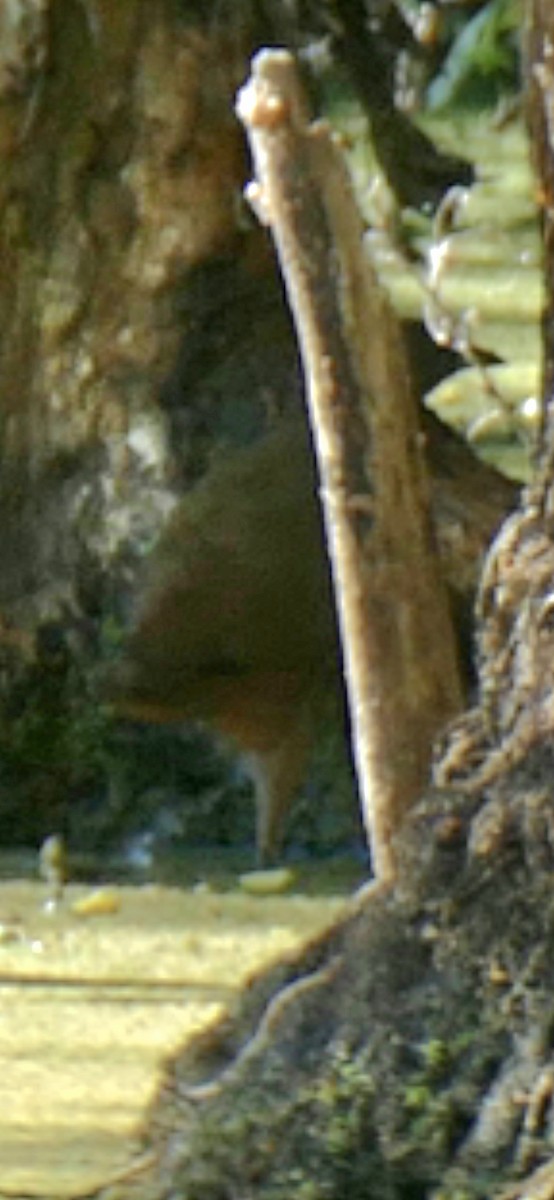 Pale-vented Bush-hen - ML642207371