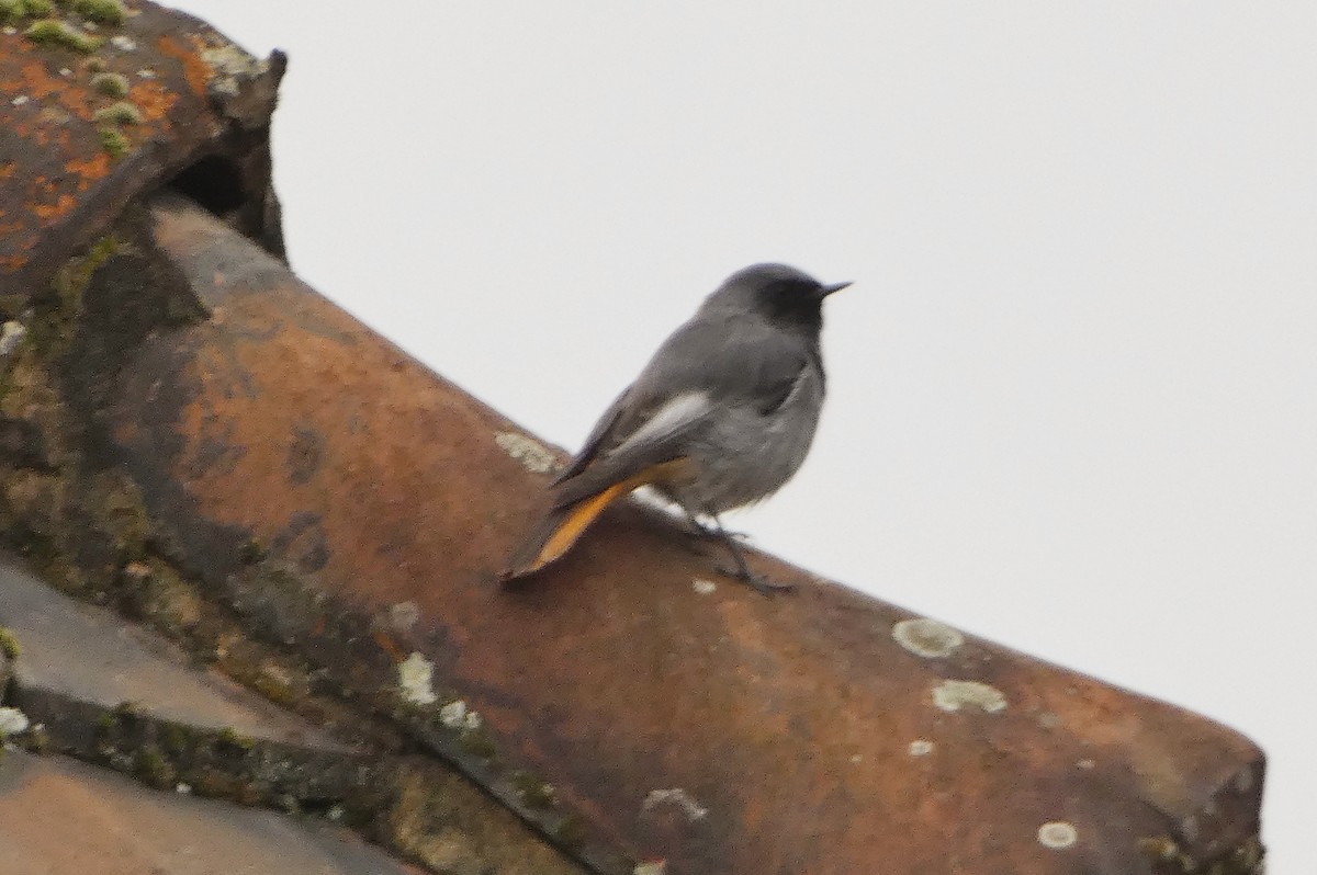 Black Redstart - ML642207372
