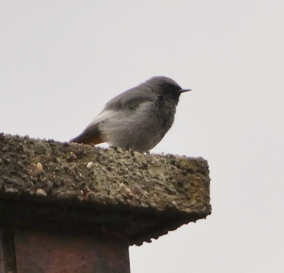 Black Redstart - ML642207375