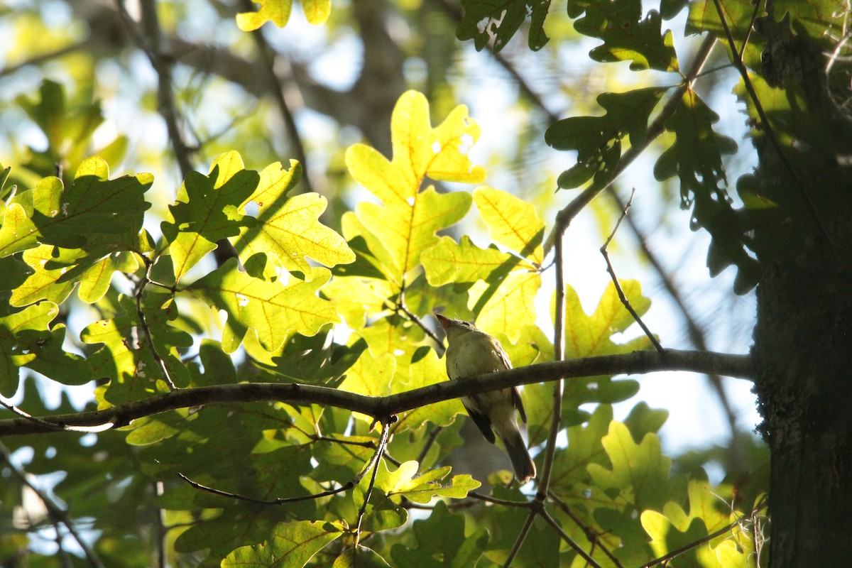 Acadian Flycatcher - ML642207377