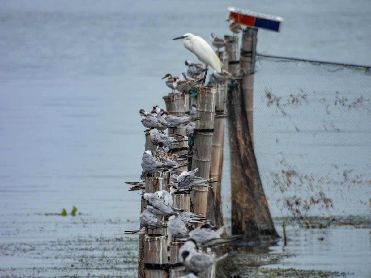 Whiskered Tern - ML642207380