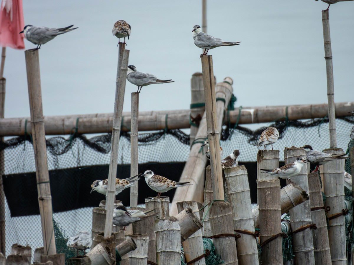 Whiskered Tern - ML642207381