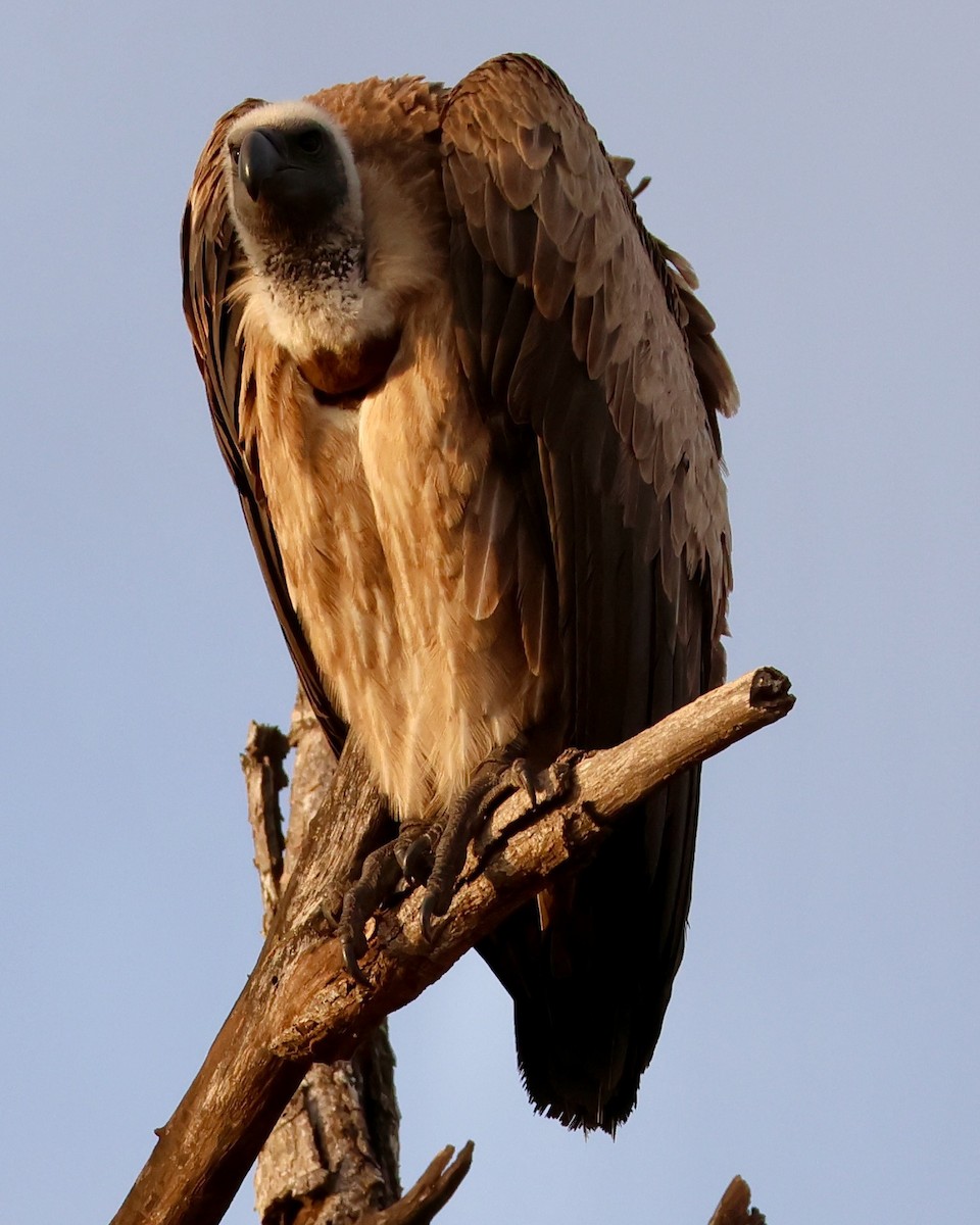 White-backed Vulture - ML642207382