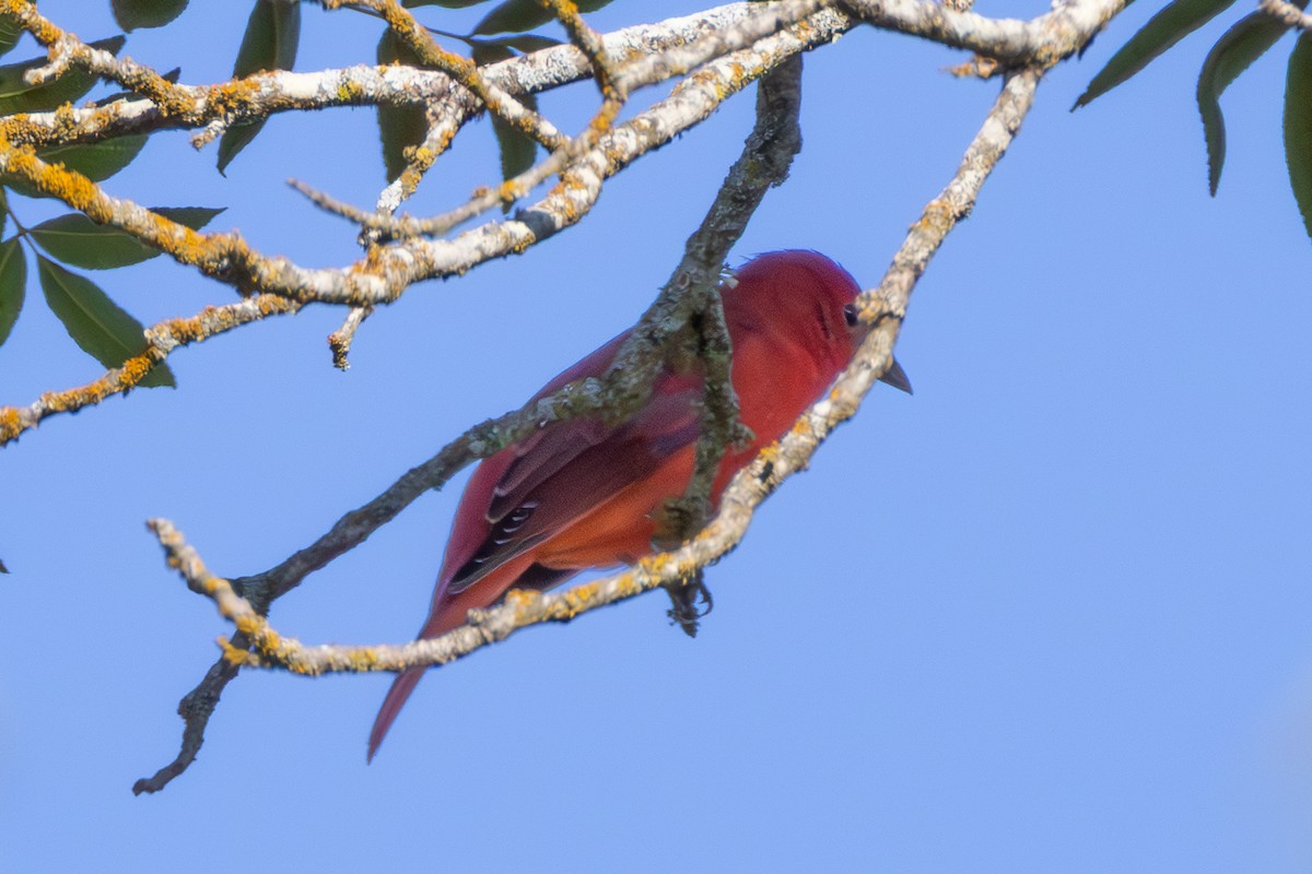 Summer Tanager - ML642207383