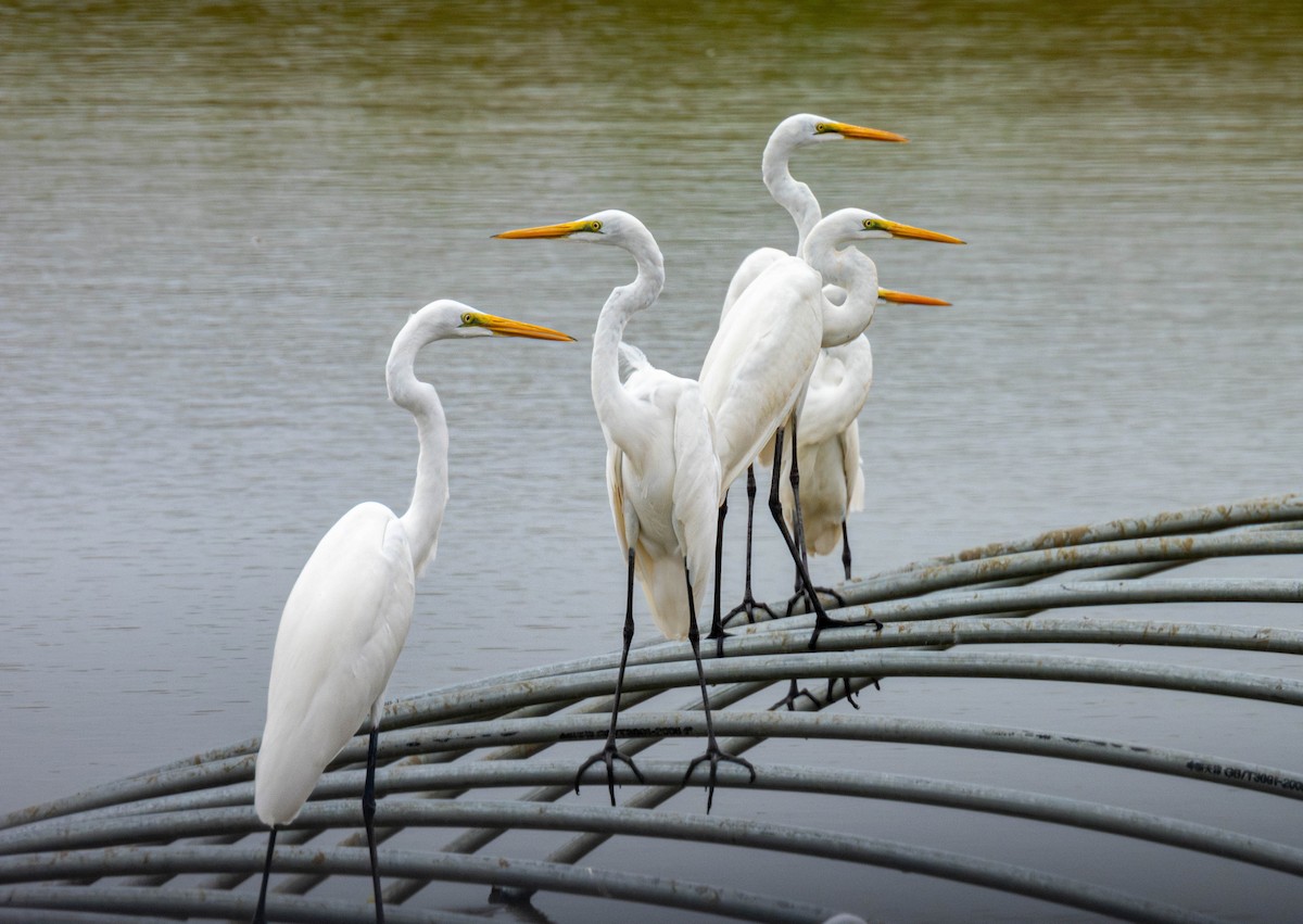 Great Egret - ML642207384