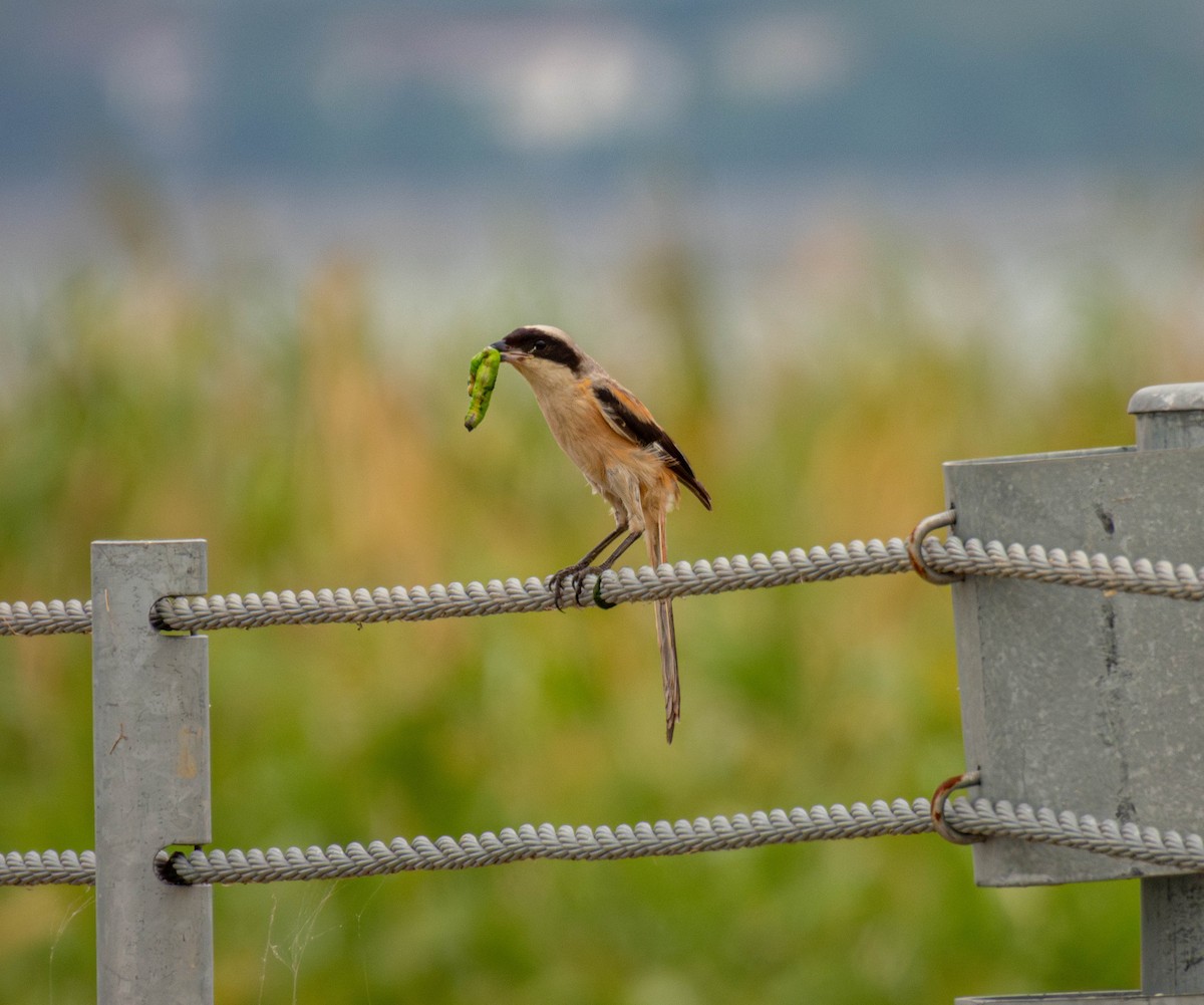 Long-tailed Shrike - ML642207386