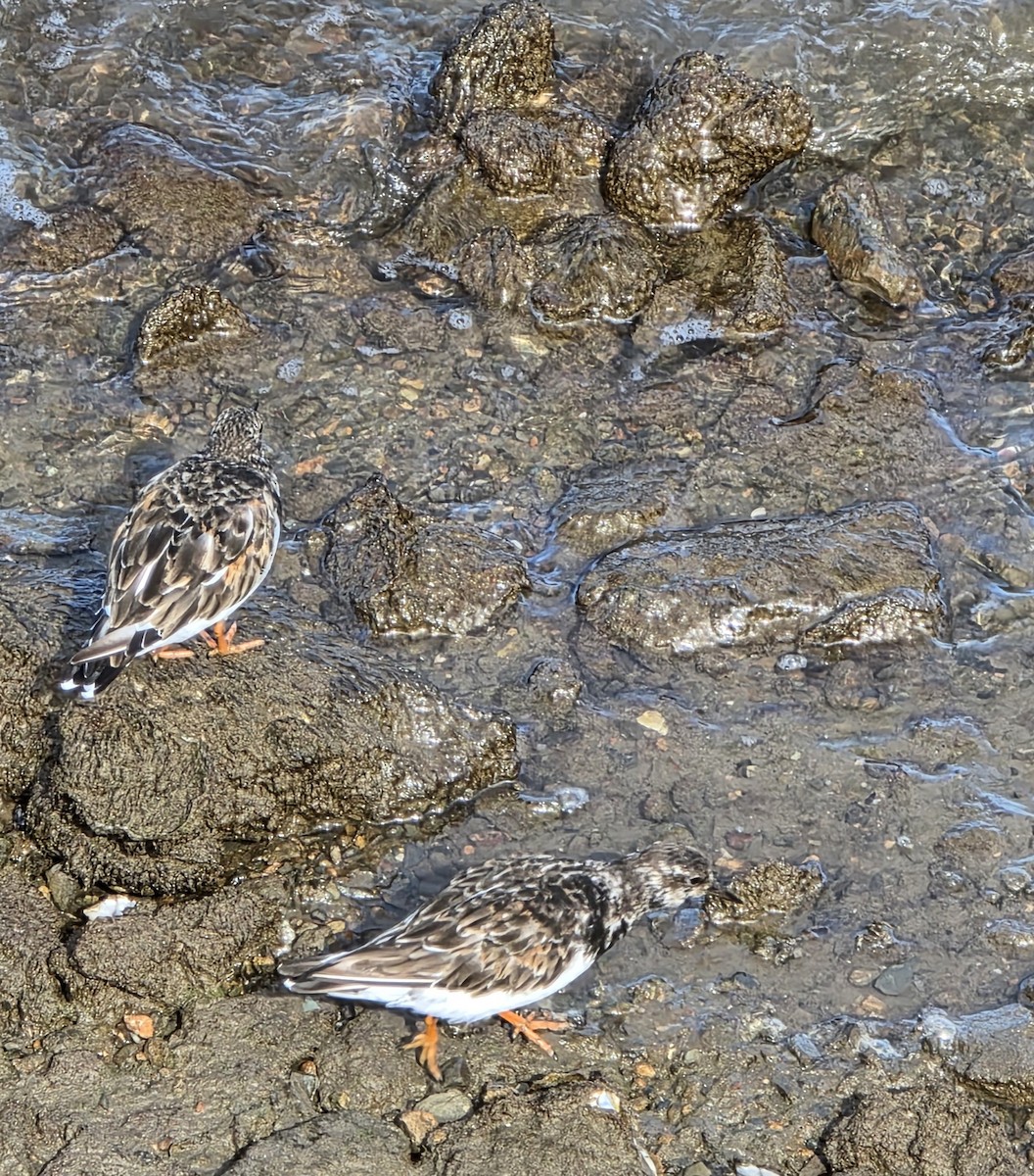 Ruddy Turnstone - ML642207387