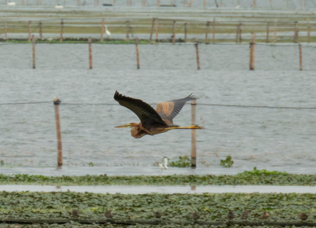 Purple Heron - ML642207388