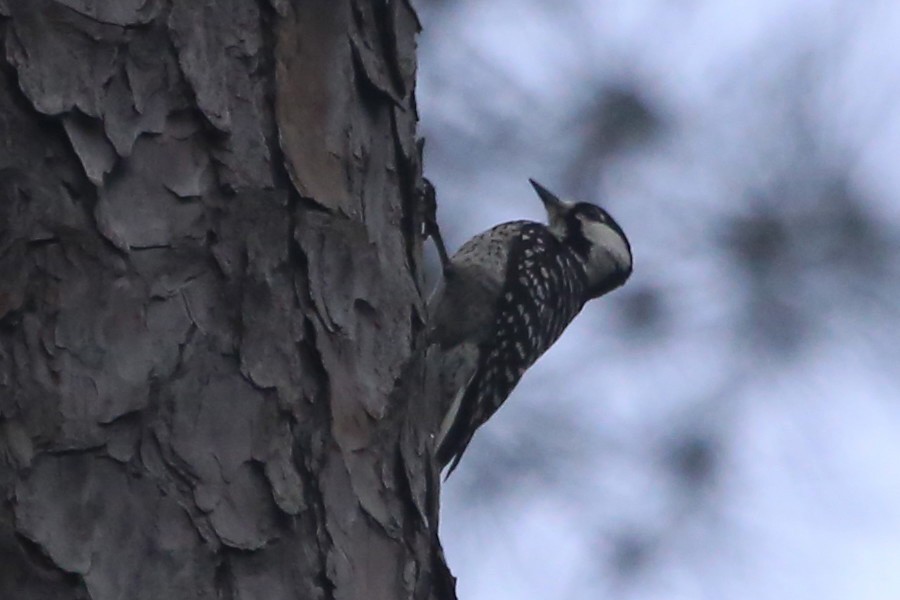Red-cockaded Woodpecker - ML642207389