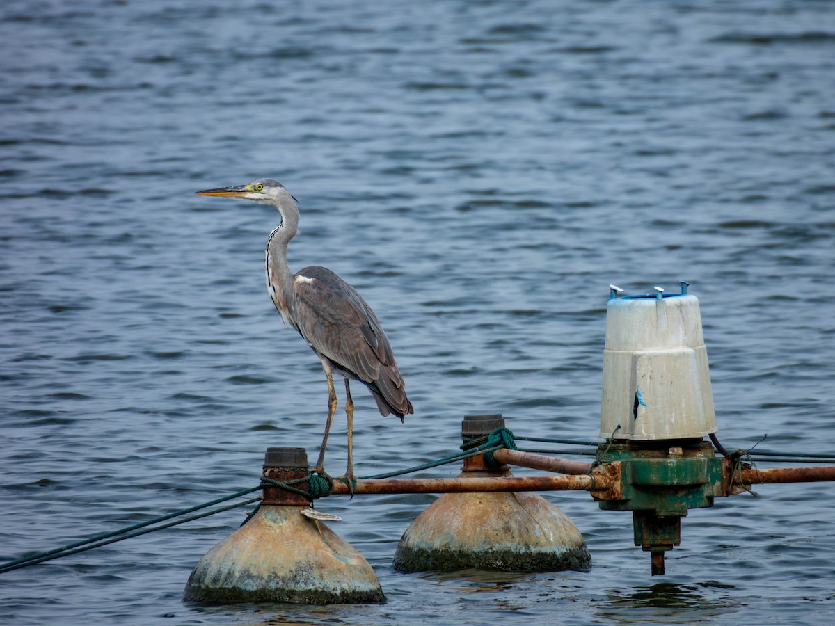 Gray Heron - ML642207391