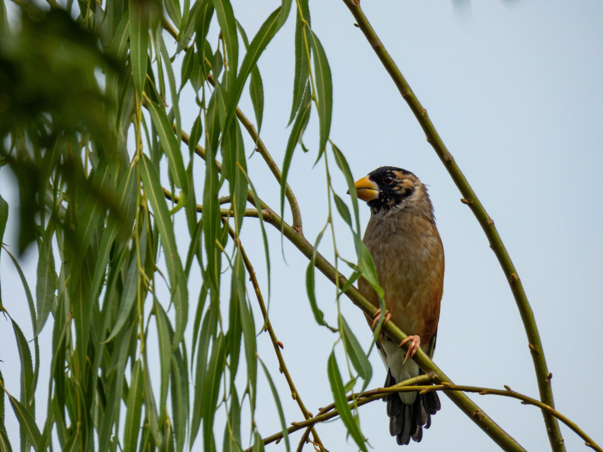 Yellow-billed Grosbeak - ML642207392