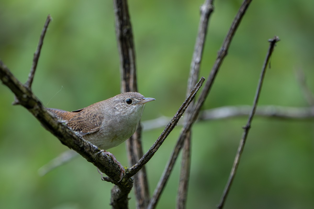 Northern House Wren - ML642207401