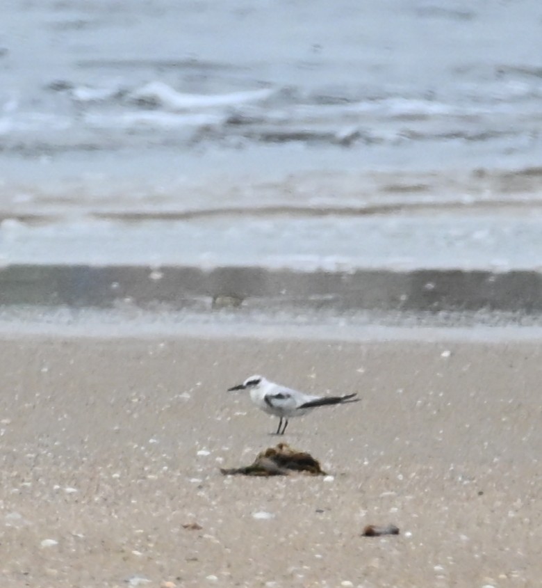 Saunders's Tern - ML642207404