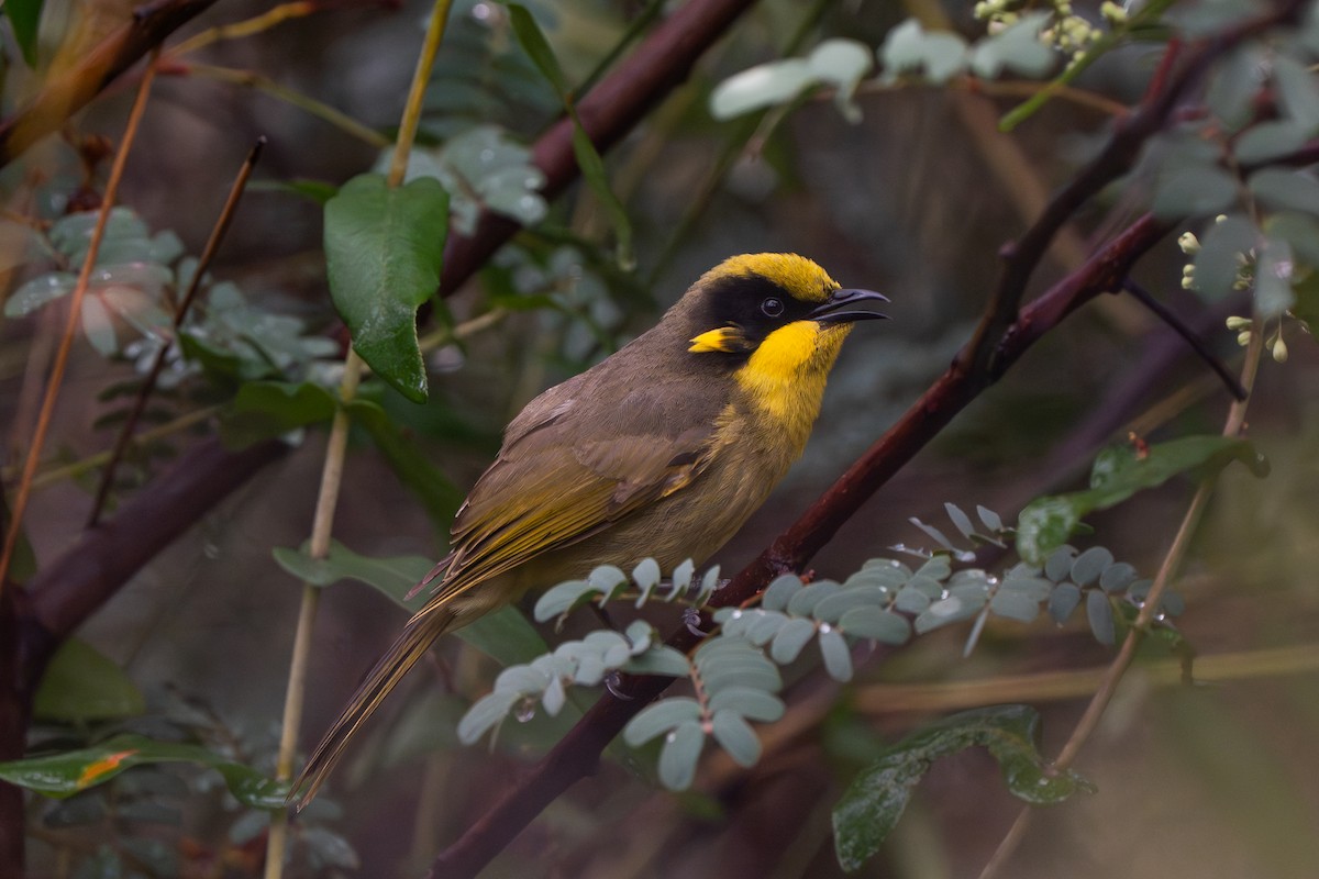 Yellow-tufted Honeyeater - ML642207408