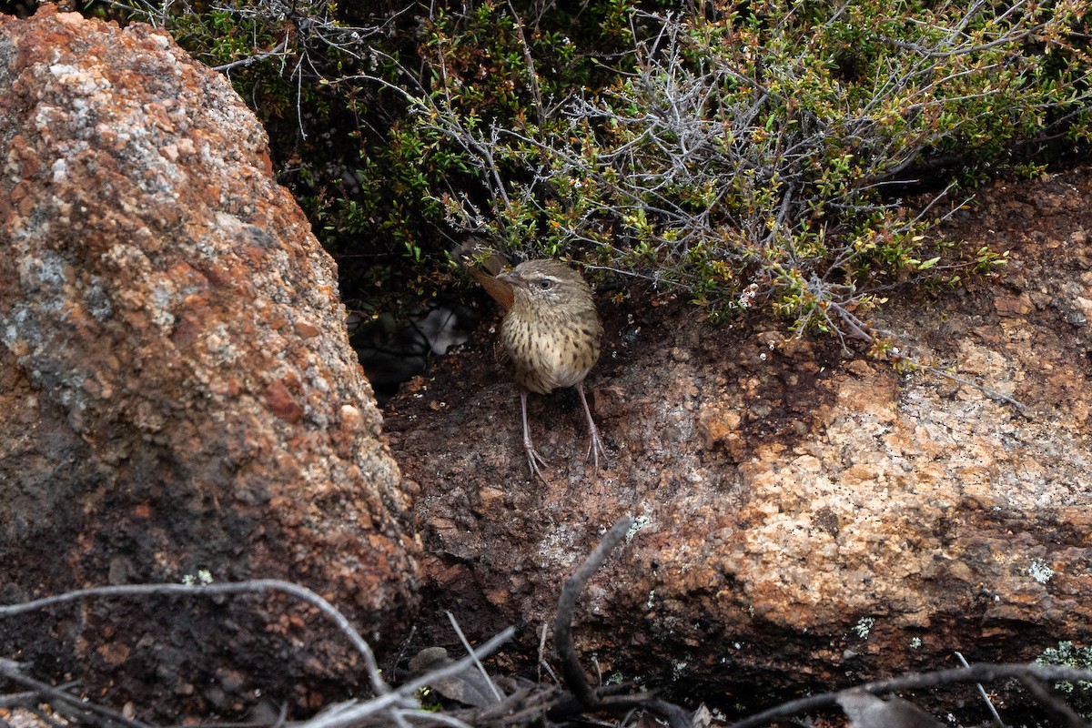Chestnut-rumped Heathwren - ML642207412