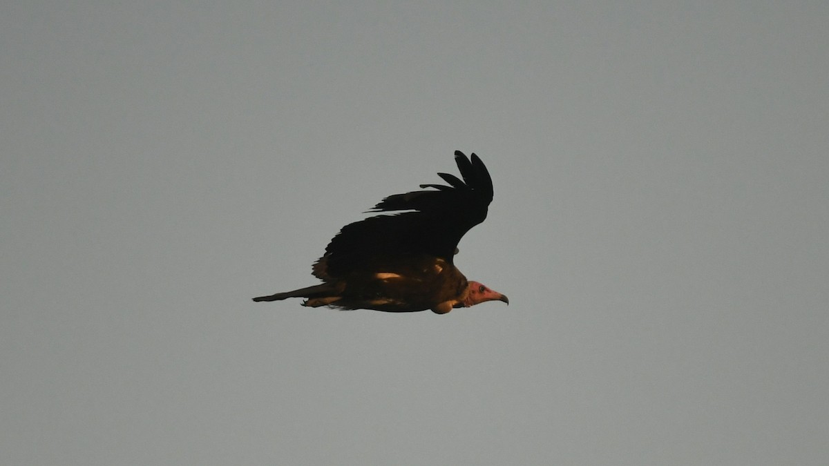 Vautour charognard - ML642207427